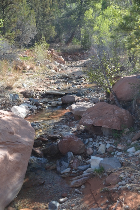 Along the Middle Fork of the Taylor Creek Trail